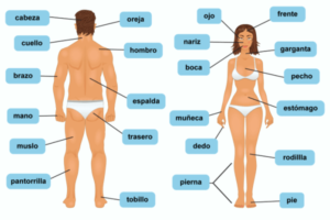 Las partes del cuerpo en ingles